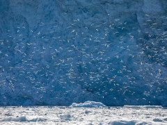 Kittiwakes in Svalbard.
