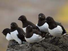 Little auk in Svalbard