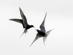 Arctic tern in Svalbard.