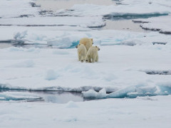 Polar bear in North Spitsbergen.