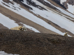 Polar bear & cub in Svalbard.