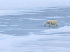 Polar bear & cub in Svalbard.
