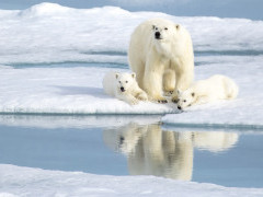 Polar bear in Svalbard