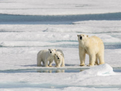 Polar bear in Svalbard