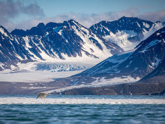Polar bear in Svalbard.