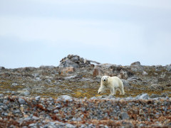 Polar bear in Spitsbergen.