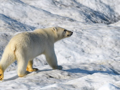 Polar bear in Spitsbergen.