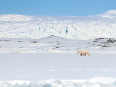 Polar bear in Svalbard