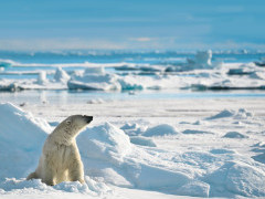 Polar bear in Svalbard.