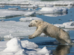 Polar bear in Svalbard