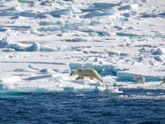 Polar bear in Svalbard.
