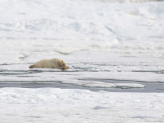 Polar bear in Svalbard.