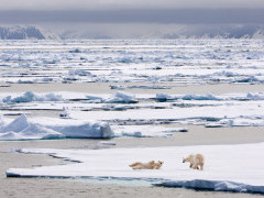 Polar bear in North Spitsbergen.