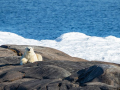 Polar bear in Svalbard.