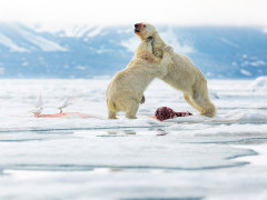Polar bear fighting in Svalbard