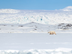 Polar bear in Svalbard
