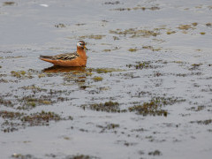 Red phalarope in Svalbard.