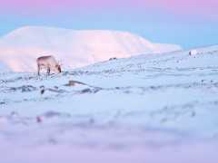 Reindeer in Svalbard