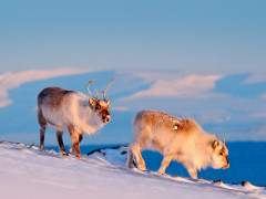 Reindeer in Svalbard