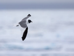 Sabine's gull in Svalbard.
