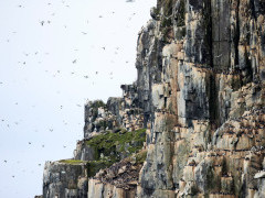 Seabird colony in Svalbard.