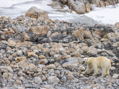 Polar bear in North Spitsbergen.