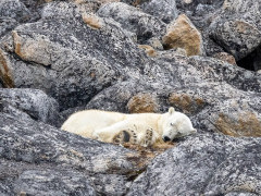 Polar bear in Spitsbergen.