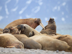 Walrus in Svalbard.