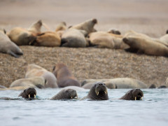 Walrus in North Spitsbergen.