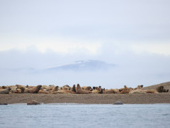 Walrus in Svalbard.