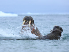 Walrus in Spitsbergen.