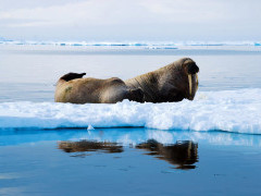 Walrus in Svalbard.