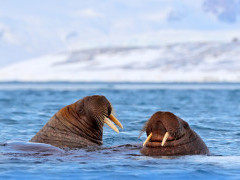 Walrus in Svalbard