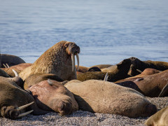 Walrus in Svalbard.