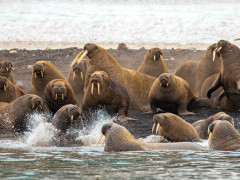 Walrus in Svalbard.