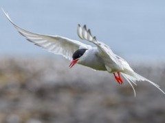 Arctic tern in Iceland