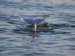 Beluge whale in the Arctic.
