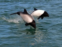 Commerson's dolphin in the Falkland Islands