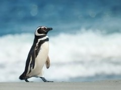 Magellanic penguin in the Falkland Islands