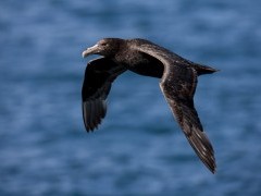 Southern giant petrel in the Falkland Islands