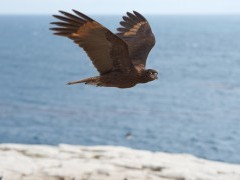 Striated caracara in the Falkland Islands