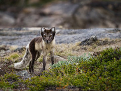 Arctic fox in Greenland