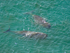 Bowhead whale in Greenland