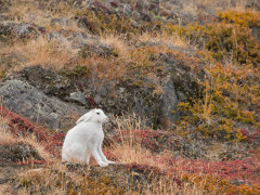Arctic hare in Greenland