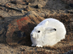 Arctic hare in Greenland