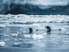 Hooded seal in Greenland