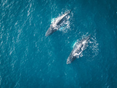 Humpback whale in Greenland