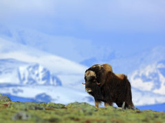 Musk ox in Greenland