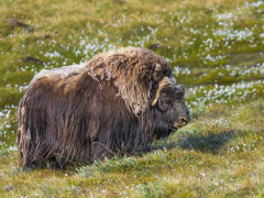 Musk ox in Greenland