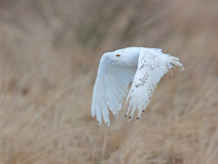 Snowy owl in Greenland